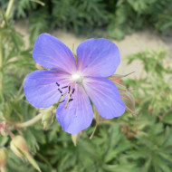 Géranium des prés (fleur sauvage)