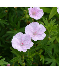 Géranium sanguineum Vision® Violet