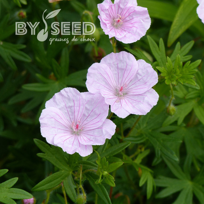 Géranium sanguineum Vision® Pink