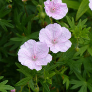 Géranium sanguineum Vision® Pink