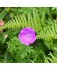 Gilia capitata bleu