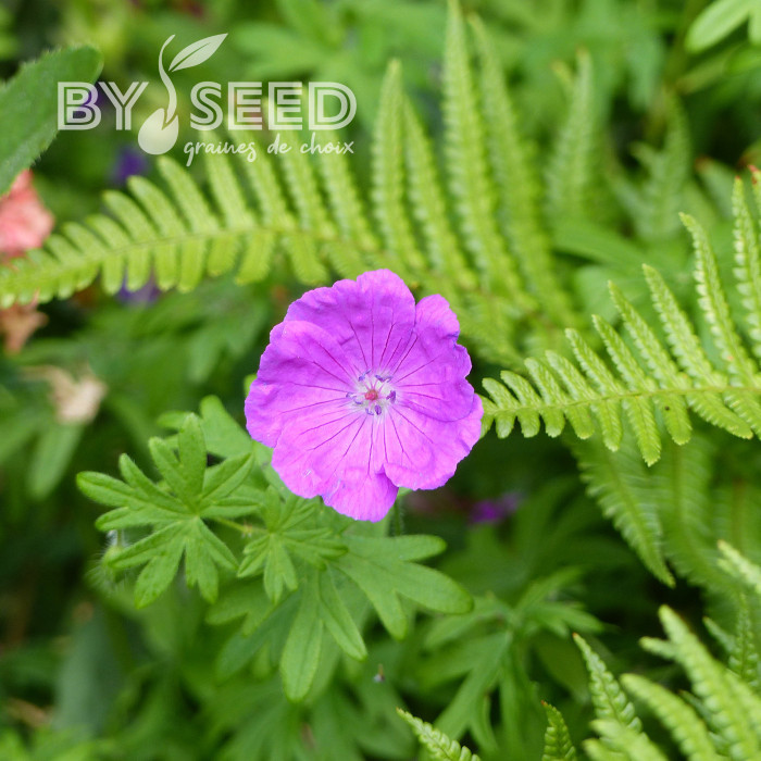 Géranium sanguineum Vision® Violet