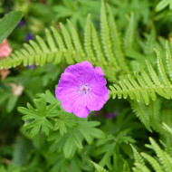 Géranium sanguineum Vision® Violet