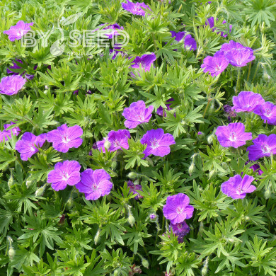 Géranium sanguineum Vision® Violet