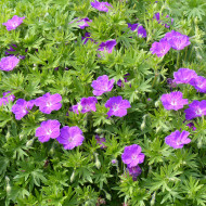 Géranium sanguineum Vision® Violet