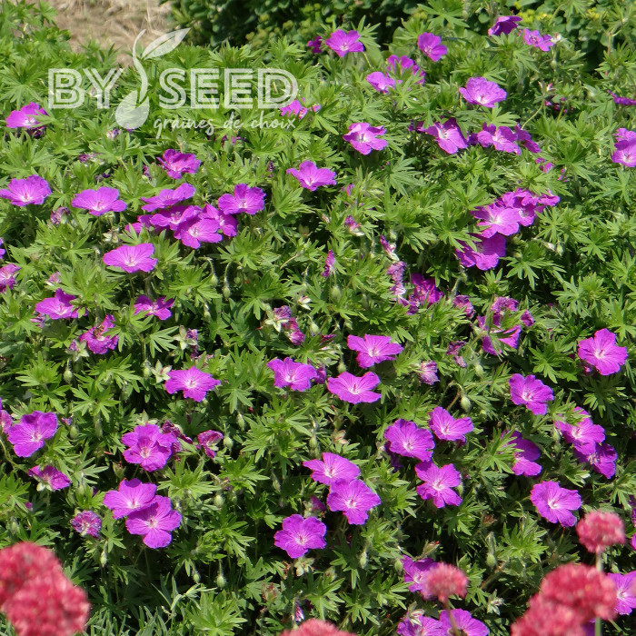 Géranium sanguineum Vision® Violet
