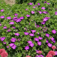 Géranium sanguineum Vision® Violet