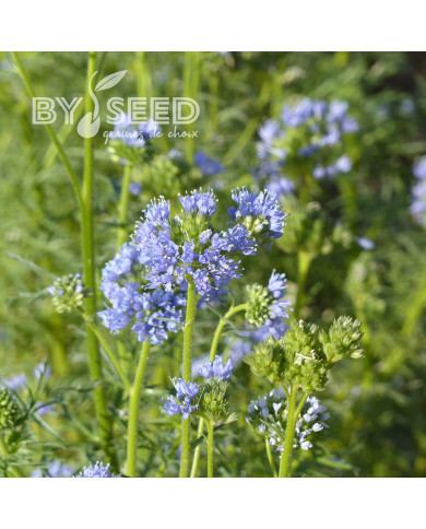 Gilia capitata bleu