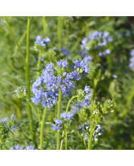 Géranium sanguineum Vision® Violet