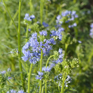 Gilia capitata bleu