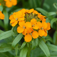 Giroflée de Sibérie Orange - Erysimum allionii