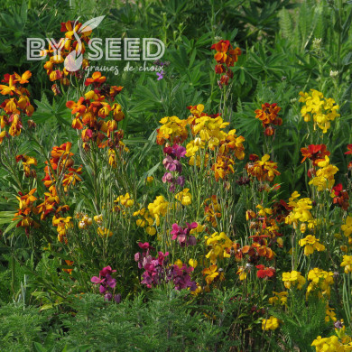Giroflée ravenelle des jardins haute en mélange