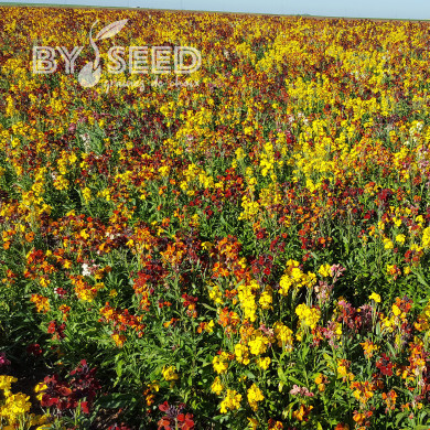 Giroflée ravenelle des jardins haute en mélange