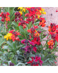 Potimarron Uchiki Kuri (Potimarron)