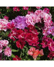 Gilia capitata bleu