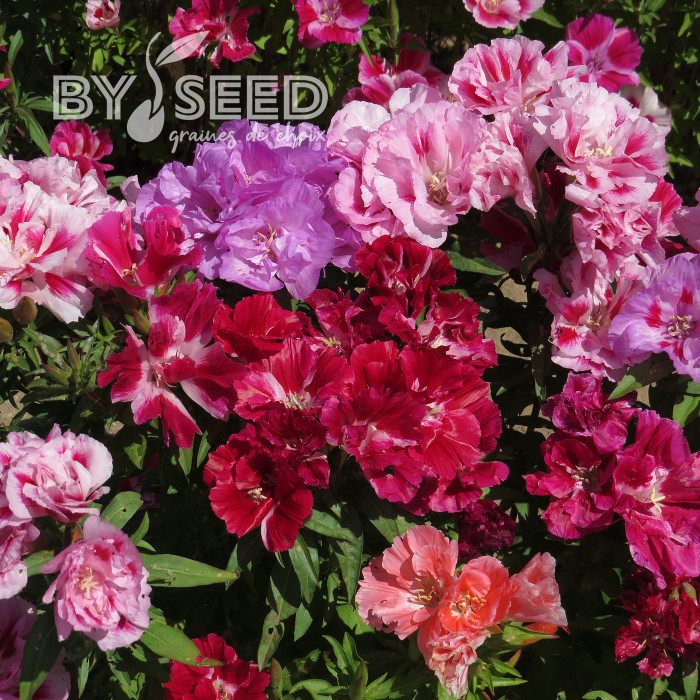 Godétia Azalaeflora mix