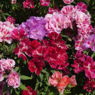 Godétia Azalaeflora mix