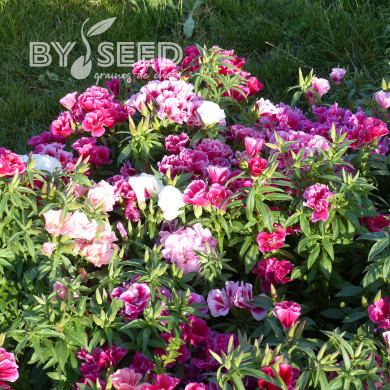 Godétia Azalaeflora mix