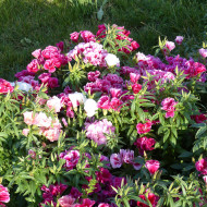 Godétia Azalaeflora mix