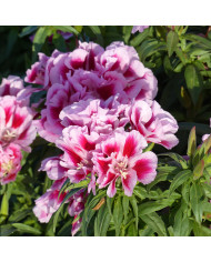 Godétia Azalaeflora mix