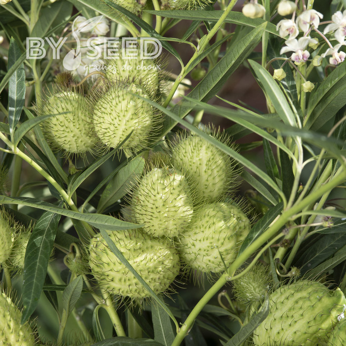 Gomphocarpus fruticosus Cottonbush