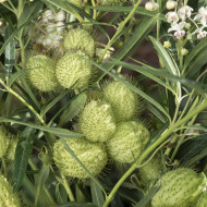 Gomphocarpus fruticosus Cottonbush