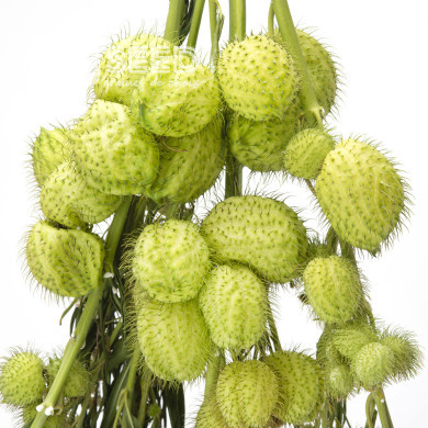 Gomphocarpus fruticosus Cottonbush