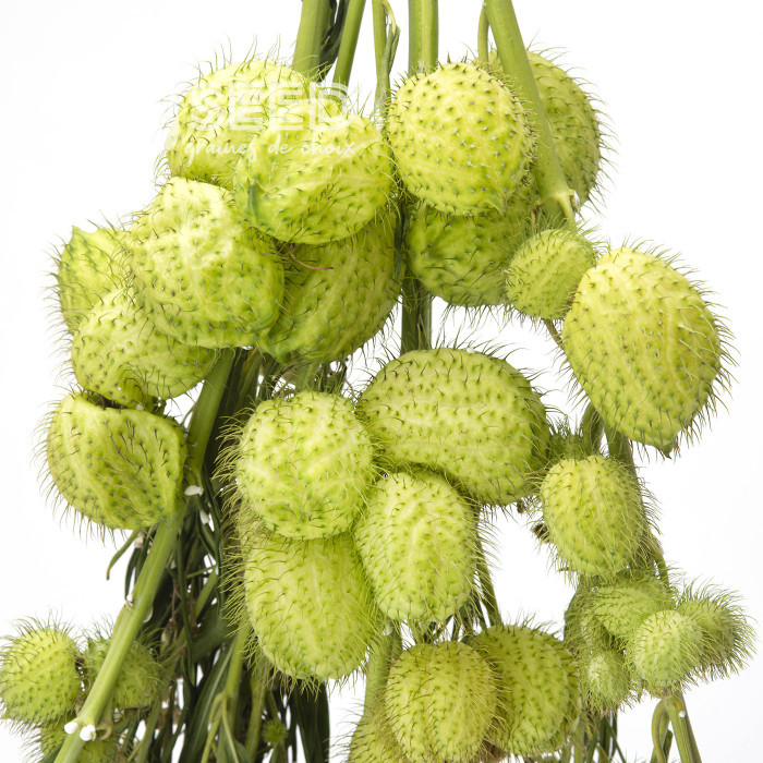 Gomphocarpus fruticosus Cottonbush