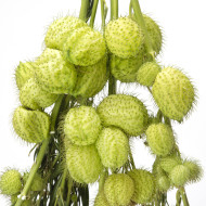 Gomphocarpus fruticosus Cottonbush
