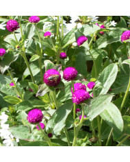 Gomphrena globosa QIS® Formula Mixture