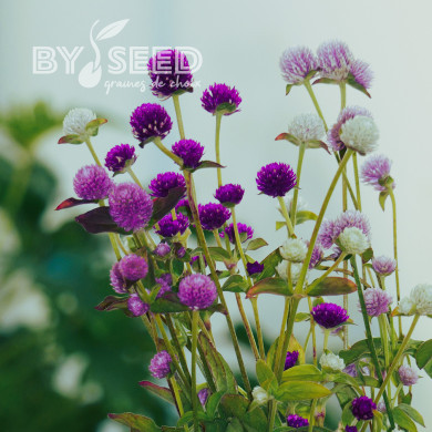 Gomphrena globosa QIS® Formula Mixture
