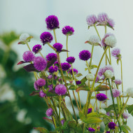 Gomphrena globosa QIS® Formula Mixture