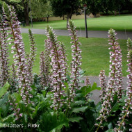 Acanthe mollis