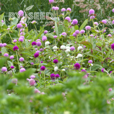 Gomphrena globosa QIS® Formula Mixture