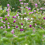 Gomphrena globosa QIS® Formula Mixture