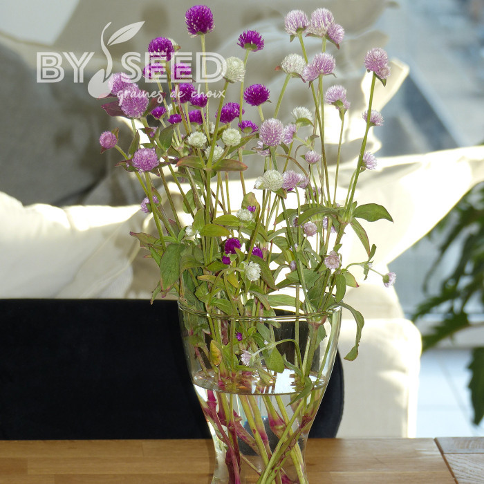Gomphrena globosa QIS® Formula Mixture