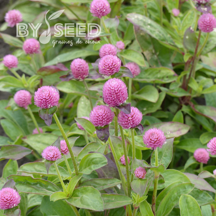 Gomphrena globosa Salmon Pastel