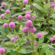 Gomphrena globosa Salmon Pastel