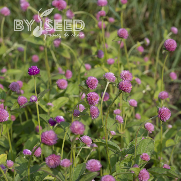 Gomphrena globosa Salmon Pastel