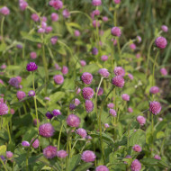 Gomphrena globosa Salmon Pastel