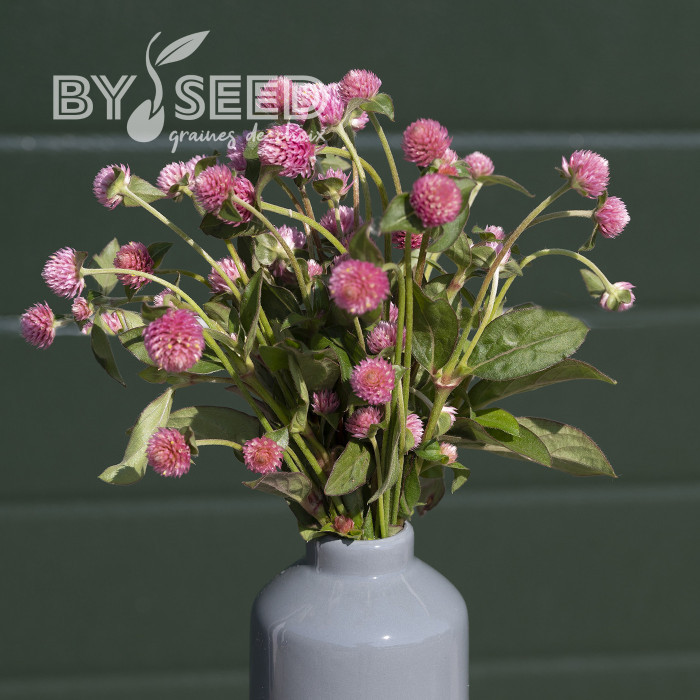 Gomphrena globosa Salmon Pastel