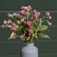 Gomphrena globosa Salmon Pastel