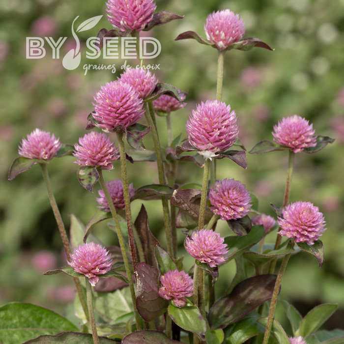 Gomphrena globosa Salmon Pastel