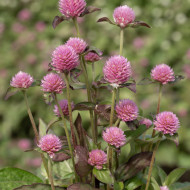 Gomphrena globosa Salmon Pastel