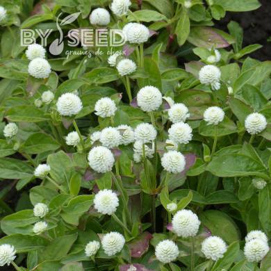 Gomphrena globosa White
