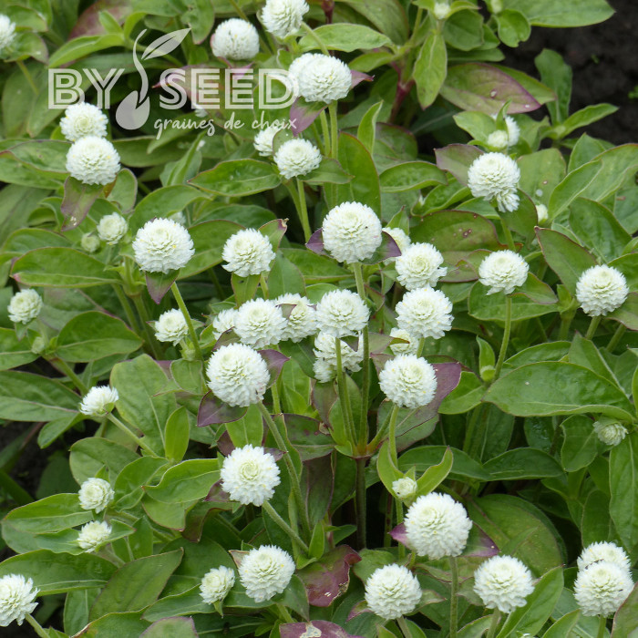 Gomphrena globosa White