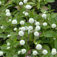 Gomphrena globosa White