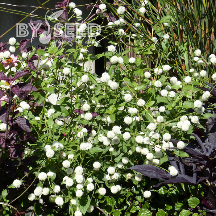 Gomphrena globosa White