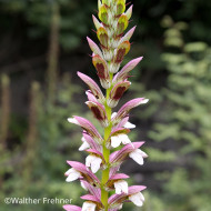 Acanthe mollis