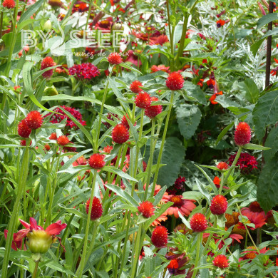 Gomphrena haageana Strawberry Fields